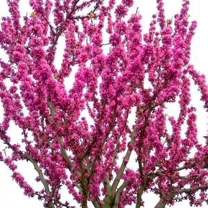 50 seeds Eastern Redbud TREE Cercis Canadensis Pink Flowering Native Tree Seeds ,Eastern Redbud, Judas Tree,