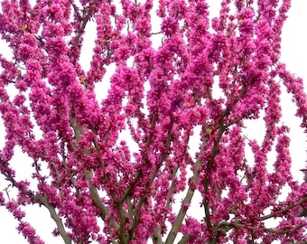50 seeds Eastern Redbud TREE Cercis Canadensis Pink Flowering Native Tree Seeds ,Eastern Redbud, Judas Tree,