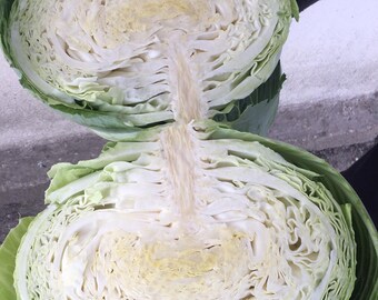 Organic White Cabbage  (Golden Acre) Heirloom, Natural Herb,Early Copenhagen Market , Non GMO - 200 seeds