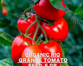 Semillas de Tomate Rio Grande Orgánicas - Heirloom, Sin OGM, Alto Rendimiento, Semillas de Jardín para Cultivo Casero - 5 gr 1000 semillas