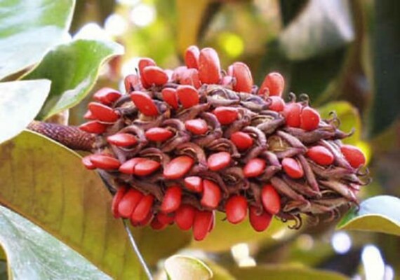 Southern Magnolia Tree Seeds - Pink White Flowers - Magnolia