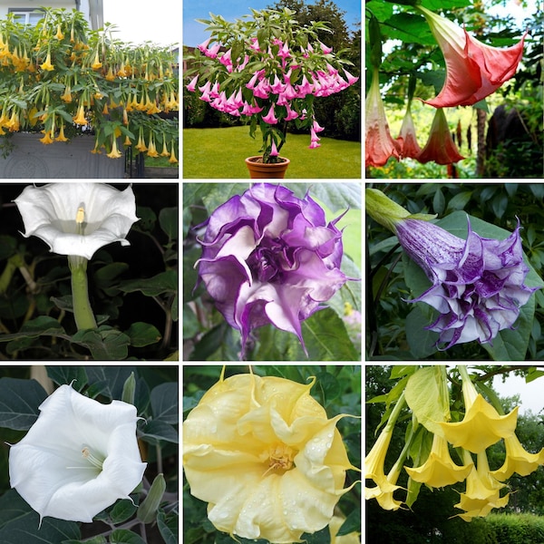 Datura leichhardt Inoxia mélange de graines, graines de fleurs de trompette du diable Triple Angel. Moonflower, Diables, Plante Anges, 15 graines