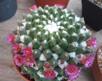 Mammillaria bucareliensis erusamu  Cactus  20 Seeds , Rare Cactus