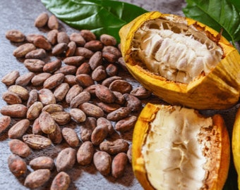 Planta de semillas de grano de cacao orgánico fresco, sin OGM - Crecer en interiores, exteriores, en macetas, camas de cultivo, suelo, semillas orgánicas 10 semillas de frijol, semillas de cacao