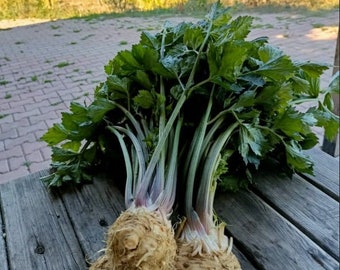 Organic Celery celeriac Seeds - Heirloom,Red Meat (Daikon), Non GMO - 200 seeds