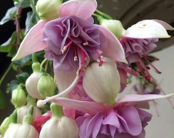 20+ Color Mix Fuchsia Samen - Lebendige Topfblumensamen, bunter Blumengarten, Non-GMO, ideal für Container und Blumenbeete