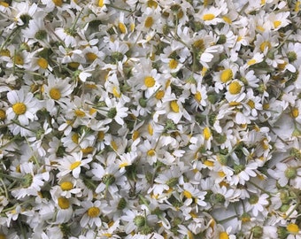 Flores de Manzanilla Orgánica Natural, Secas Recogidas a Mano para Té de Hierbas - Cosecha 2024, Calmante Fresco - Calidad Premium, Paquete de 5 oz 150 gr