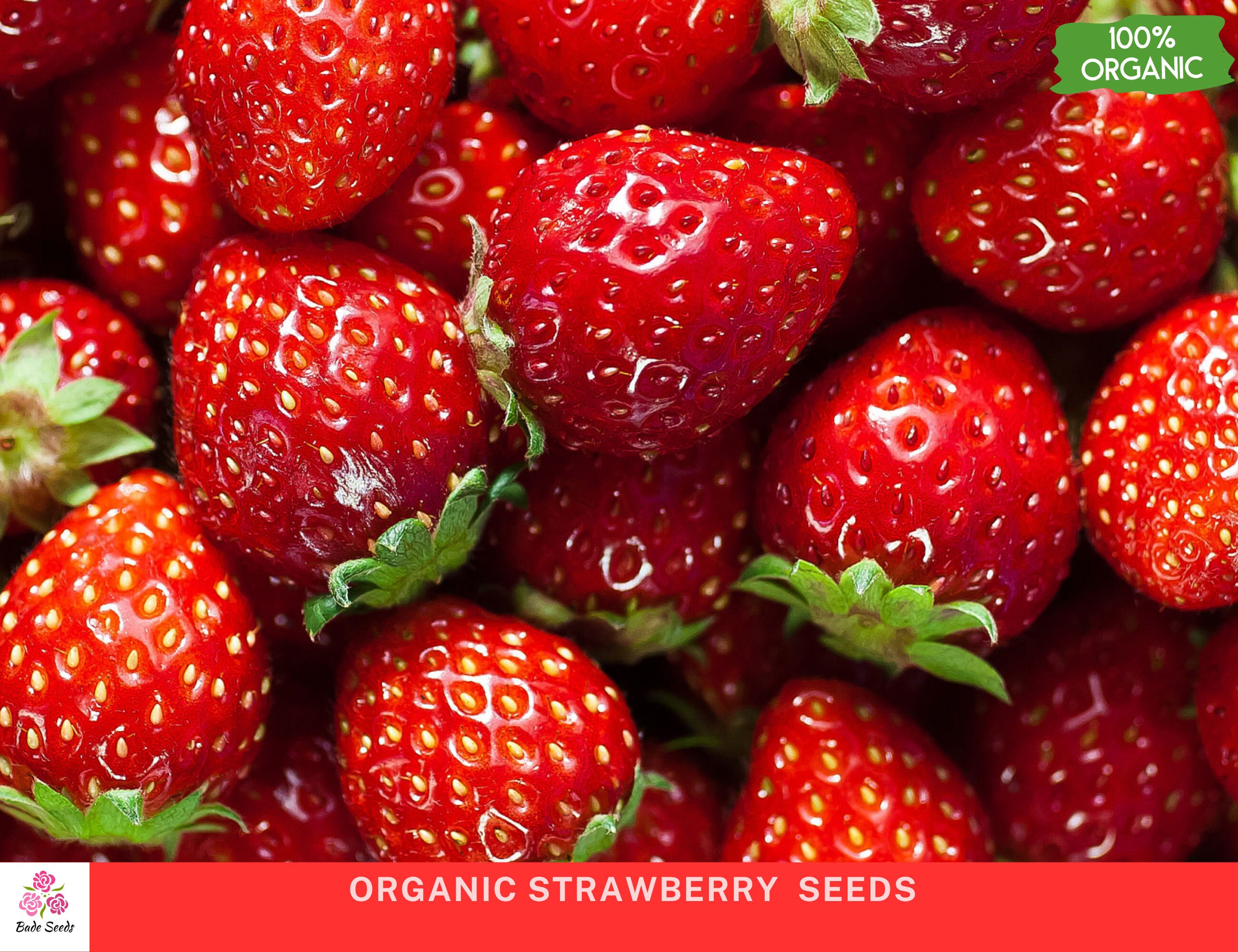 Bio-Erdbeersamen - 50 Samen - Non-GMO - Se Beerenpflanzen - Perfekt fr  den Hausgarten - Frische Erdbeersamen - Heirloomvielfalt - Etsy.de