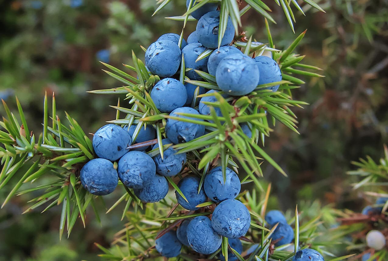 ジュニパーベリー 50 個 | Juniperus Oxycedrus、ジュニパーの木、手