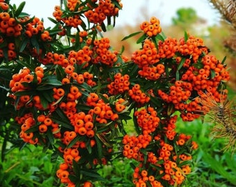 40 nasion ognika szkarłatnego - Pyracantha coccinea, krzew ognika czerwonego, nasiona krzewów kwitnących, rodzina różowatych, wytrzymałe nasiona ozdobne