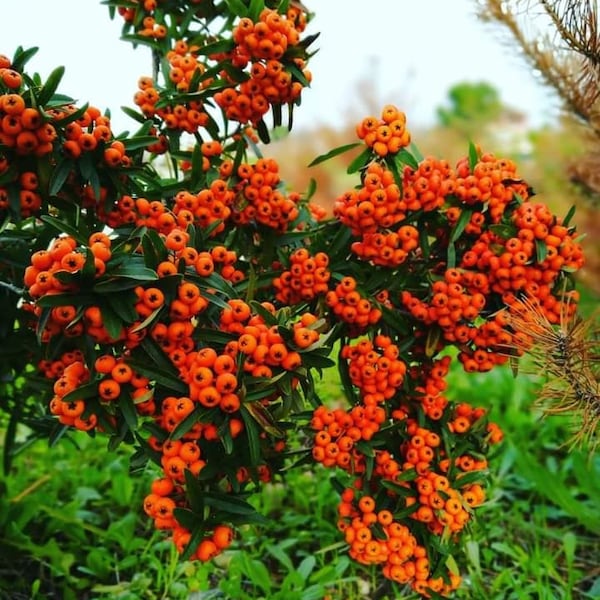 40 Samen Scharlachroter Feuerdorn - Pyracantha coccinea (ROSACEAE), ,Roter Feuerdorn, Blumenstrauch SAMEN