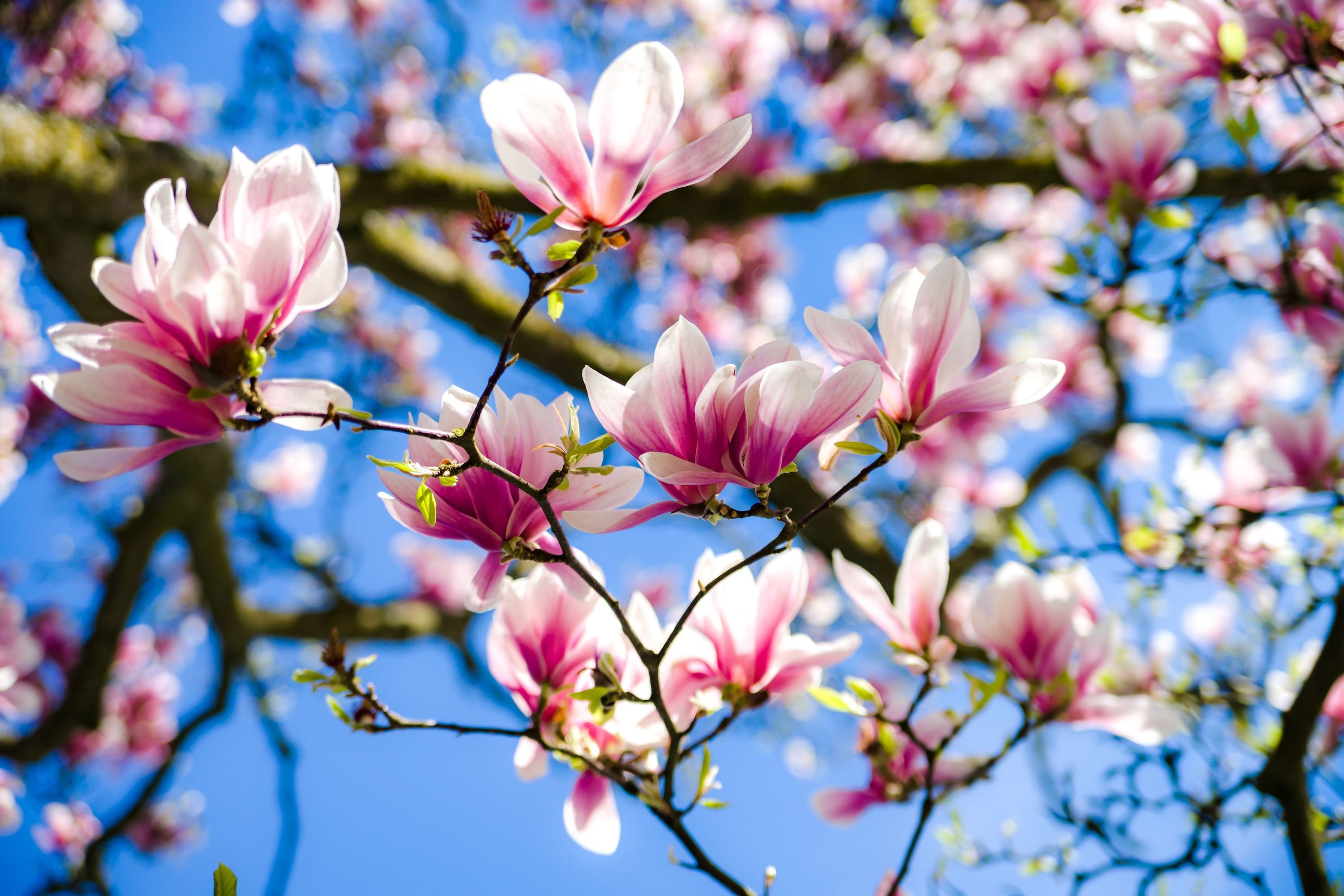 Southern Magnolia Tree Seeds - Pink White Flowers - Magnolia