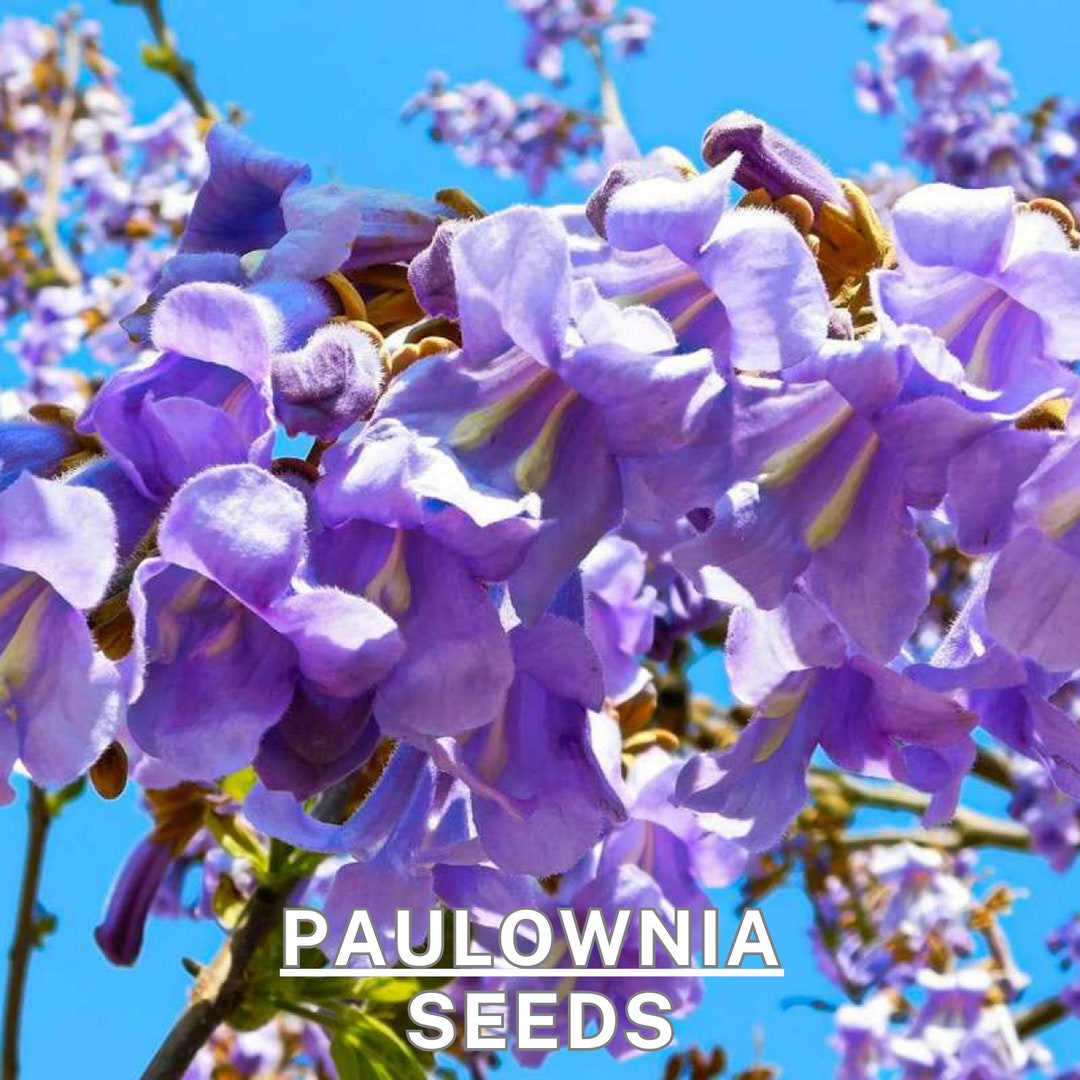 Royal Empress Paulownia Tomentosa Tree Seeds - Fast-growing Ornamental ...