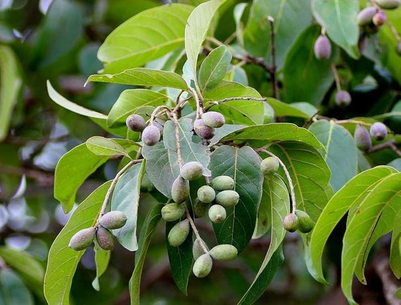 Organic Terminalia Chebula Tree Seeds - Grow Your Own Haritaki Tree - 30  Seeds - Etsy Israel