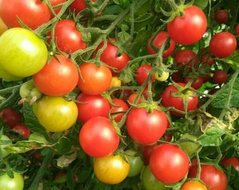 Organic CHERRY  Tomato     Seeds  ,Non GMO - Grow Indoors, Outdoors, In Pots, Grow Beds, Soil, organic seeds - 200 seeds