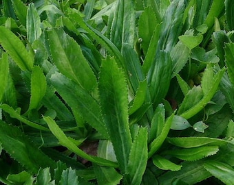 Semi Di Culantro (coriandolo) 50 Pezzi, Alta Germinazione, Facile Da Coltivare, Per Orto, Balcone O Giardino