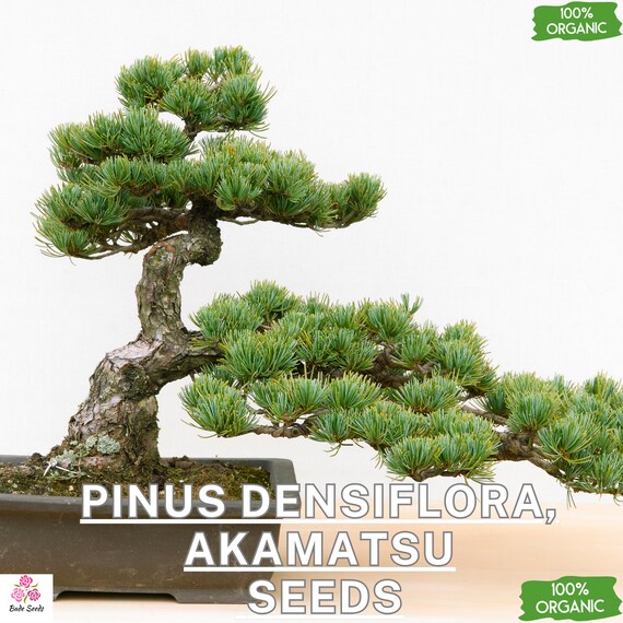 Pinus Densiflora Seeds ,akamatsu, Japanese Red Pine, Bonsai Tree Seeds, 50  Seeds, Ornamental Pine, Gardening, Landscaping, Evergreen Conifer - Etsy  Finland