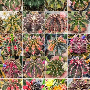 Puede incluir: Una colección de 16 cactus coloridos en varios tonos de verde, rojo, rosa y amarillo. Las plantas de cactus están dispuestas en una cuadrícula y todas están en macetas pequeñas.