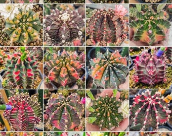 300 Stück Samen| Gymnocalycium variegata Kaktussamen (Mihanovichii, PDM,pfund, T-REX,)