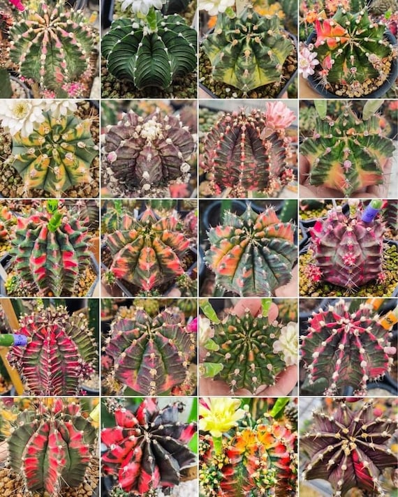 euphorbia tithymaloides variegata Euphorbia Devil's backbone Variegated Euphorbia tithymaloides Variegat –  Dose of Succulents main image 1