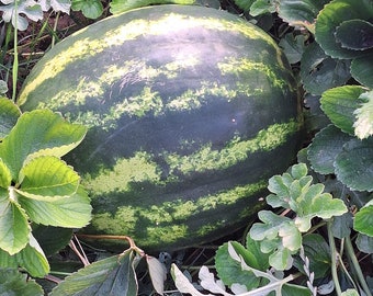 Organic Watermelon Sugar Baby - non GMO - 100 Samen