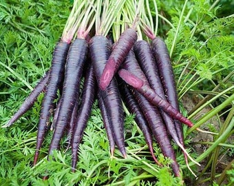 Organic Black  Purple  carrot Seeds   - Heirloom,Red Meat (Daikon), Non GMO - Grow Indoors, Outdoors, In Pots, Grow Beds, Soil - 100 seeds