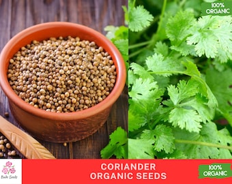 Organic Coriander Seeds - 300 Seeds for Planting | Fresh Herb Seeds | Non-GMO Cilantro Seeds | Culinary & Medicinal Use