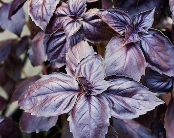 Sementes orgânicas de manjericão roxo opala escura - 200 sementes, ervas vibrantes, especiarias aromáticas, ideais para jardins e culinária, não OGM, fáceis de cultivar