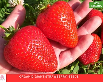 Bio-Riesenerdbeersamen, gentechnikfrei, 50 Samen für Ihren Garten, süße und saftige Erdbeeren, perfekt für den Anbau