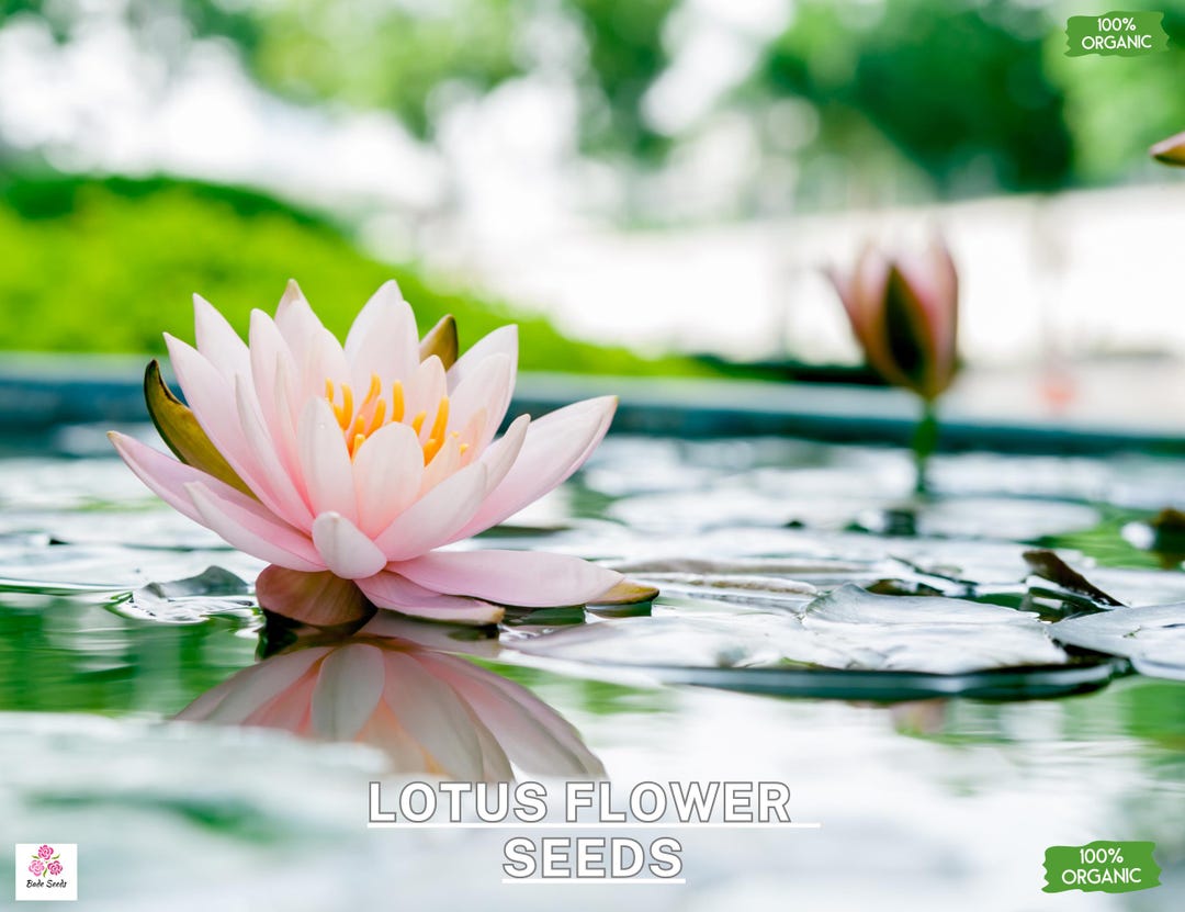 30 Semi Fiori Di Loto Bonsai - Ninfee Acquatiche Pre-Radicati | Per Laghetti E Giardini - Foto 4