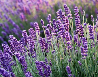 Biologische lavendelzaden 20 zaden, premium kwaliteit, aromatische lavendel, perfect voor tuinen en ambachten, non-ggo, geurige bloemen, gemakkelijk te kweken