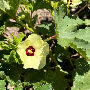 Semillas de ocra orgánicas Reliquia, polinización abierta Suelo, hidroponía y acuaponia, semillas de ocra roja 50 semillas imagen 3