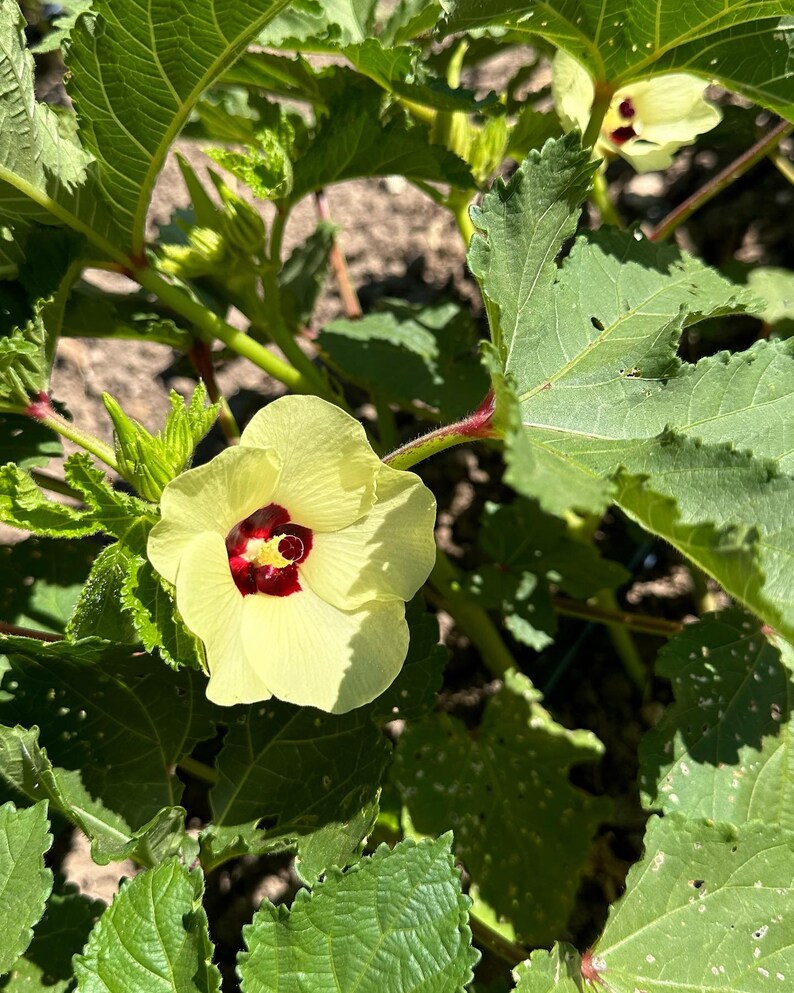 Semillas de ocra orgánicas Reliquia, polinización abierta Suelo, hidroponía y acuaponia, semillas de ocra roja 50 semillas imagen 3