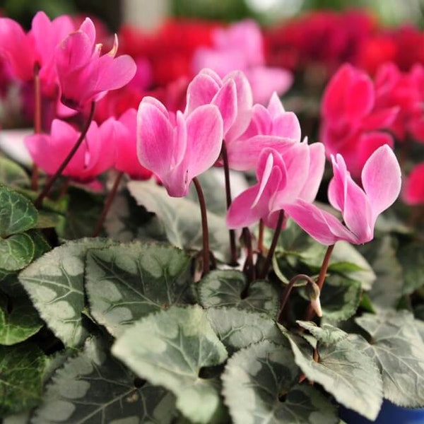 Gemischte Alpenveilchen Blumensamen, Ciclamino Samen, Mix Farben frische Samen