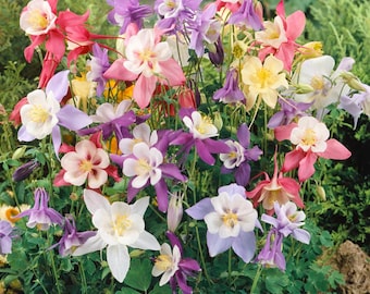 Mescolare i semi di Aquilegia caerulea 'Mrs Scott-Elliott' - 100 semi, semi di fiori di colombina blu, semi di giardino perenne, Aquilegia rara