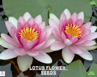 Sacred Lotus Mix Blumensamen - 5 Heirloom Samen, Nucifera, | Schöne Wasserblumen für Teiche & Wassergärten | Exotisch Blühend