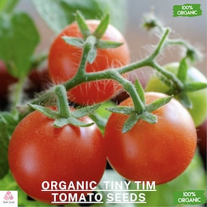Peut inclure: Gros plan sur trois tomates rouges biologiques Tiny Tim sur une vigne. Les tomates sont mûres et prêtes à être cueillies. Le texte "ORGANIC TINY TIM TOMATO SEEDS" et "100% ORGANIC" est visible sur l'image.