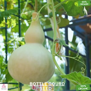 May include: A light green bottle gourd hanging from a vine. The gourd is shaped like a bottle with a round bottom and a long neck. The vine is green and has leaves. The text "BOTTLE GOURD SEED" is printed below the gourd. The text "100% ORGANIC" is printed on a green tag.