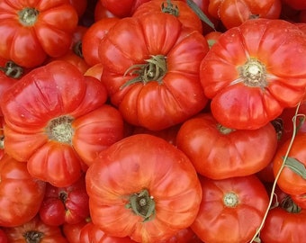 Semillas de tomate Beefsteak orgánicas, 200 semillas, calidad tradicional, sin OGM, tomates grandes y jugosos, ideales para jardinería doméstica, frescas y deliciosas