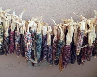 グラスジェム チェロキー インディアン コーン 20 粒パック 世界で最も