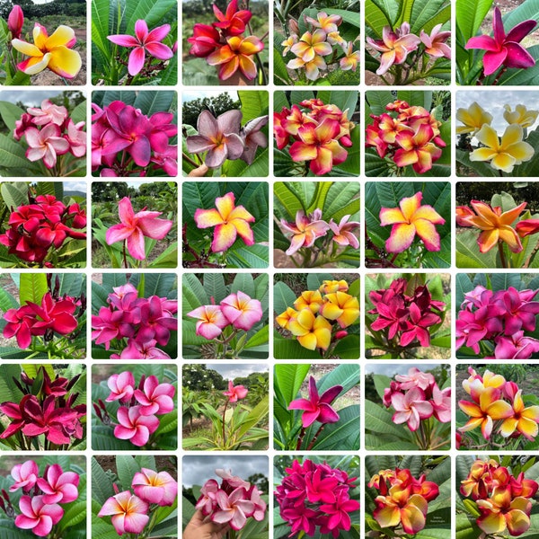 50 graines de frangipanier Plumeria de couleurs mélangées