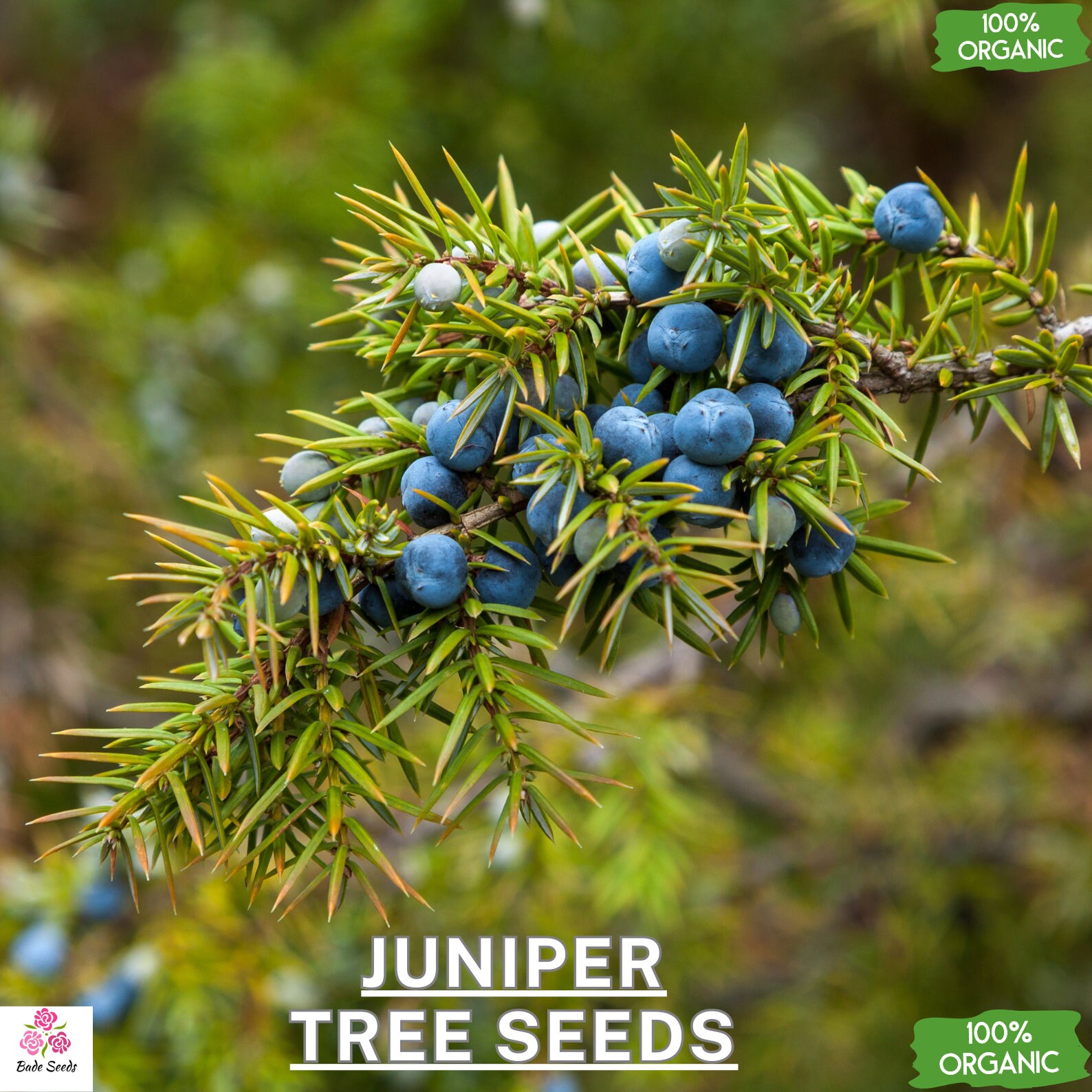 ジュニパーベリー 50 個 | Juniperus Oxycedrus、ジュニパーの木、手