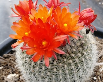 20  mix Seeds parodia haselbergii  Cactus ,scarlet ball cactus