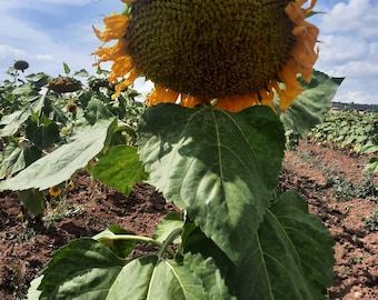 Semi di girasole gigante biologico mammut - 20 semi - Non OGM, coltiva girasoli enormi, perfetti per giardini e paesaggi