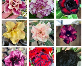 20 Samen Saatgut der Wüstenrose