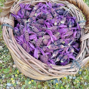 can i use orchid fertilizer on other plants Orchid Love- The World's Greatest Orchid Food!  GS Plant Foods