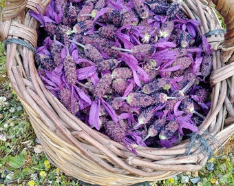 200  organik  French Provence Lavender  seeds , Lavandula stoechas ,Aromatic, French lavender, fringed lavender, butterfly, bee ,Spanish