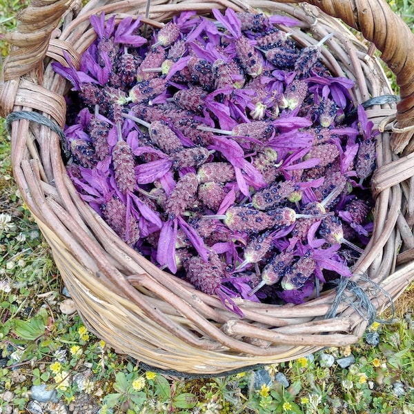 200 organische französische Lavendelsamen, Lavandula stoechas, Aromatisch, französischer Lavendel, Fransenlavendel, natürlich, Schmetterling, Biene