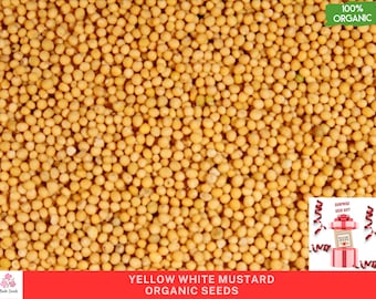 Organic  Natural yellow white  Mustard  Seeds,  Soil, Hydroponics & Aquaponics, ,medicinal plant , herb seeds ,Flavorful 200 seeds