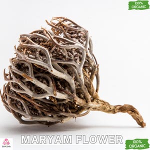 Semillas de flor de Maryam (Anastatica hierochuntica): rosa de Jericó, planta de la resurrección, tolerante a la sequía, símbolo de renovación y curación
